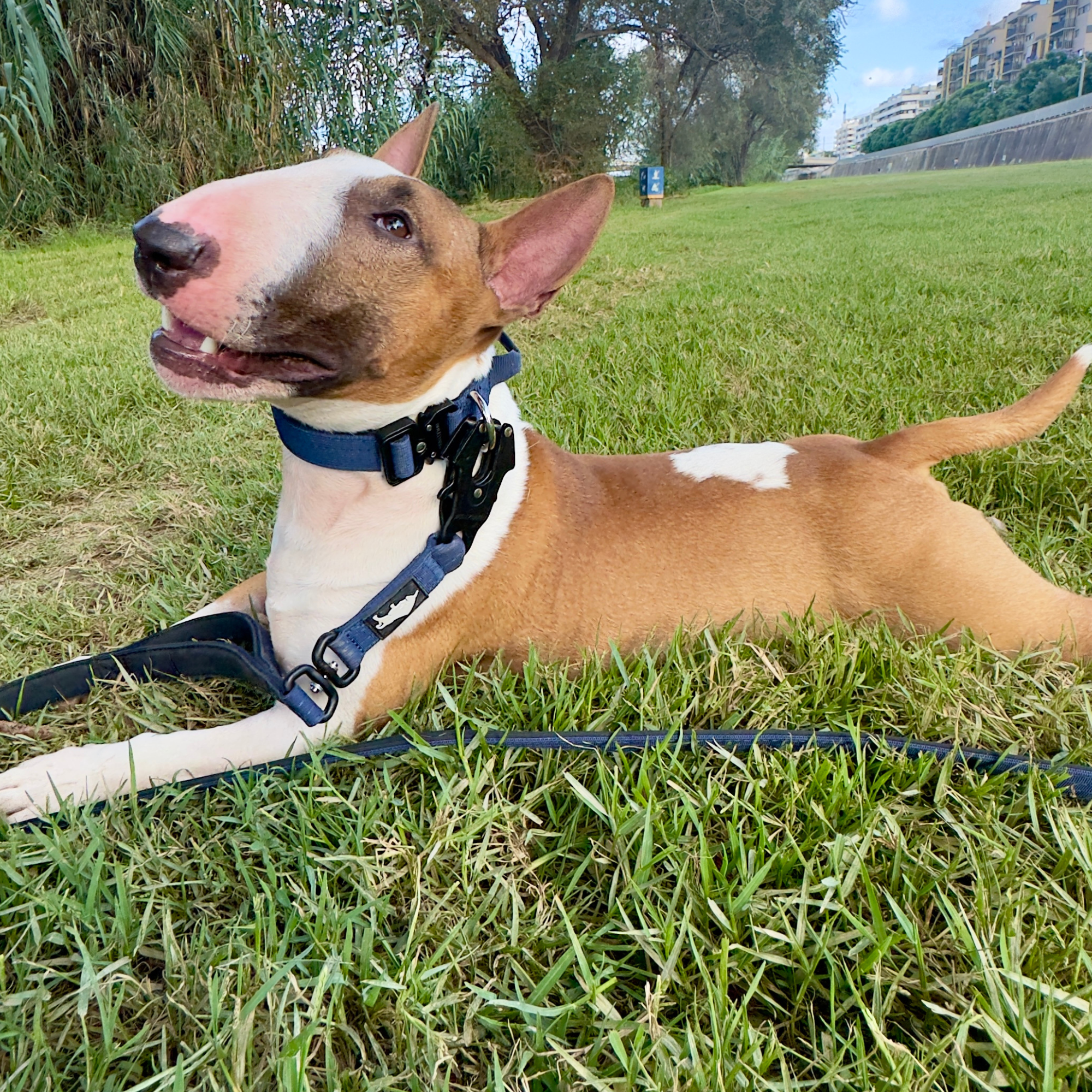 Blue dog collar for terrier 