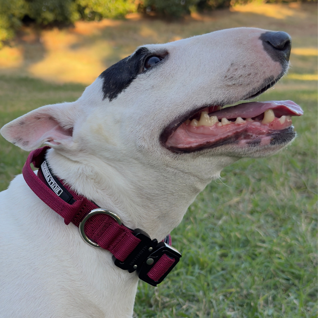 dog collar for terrier
