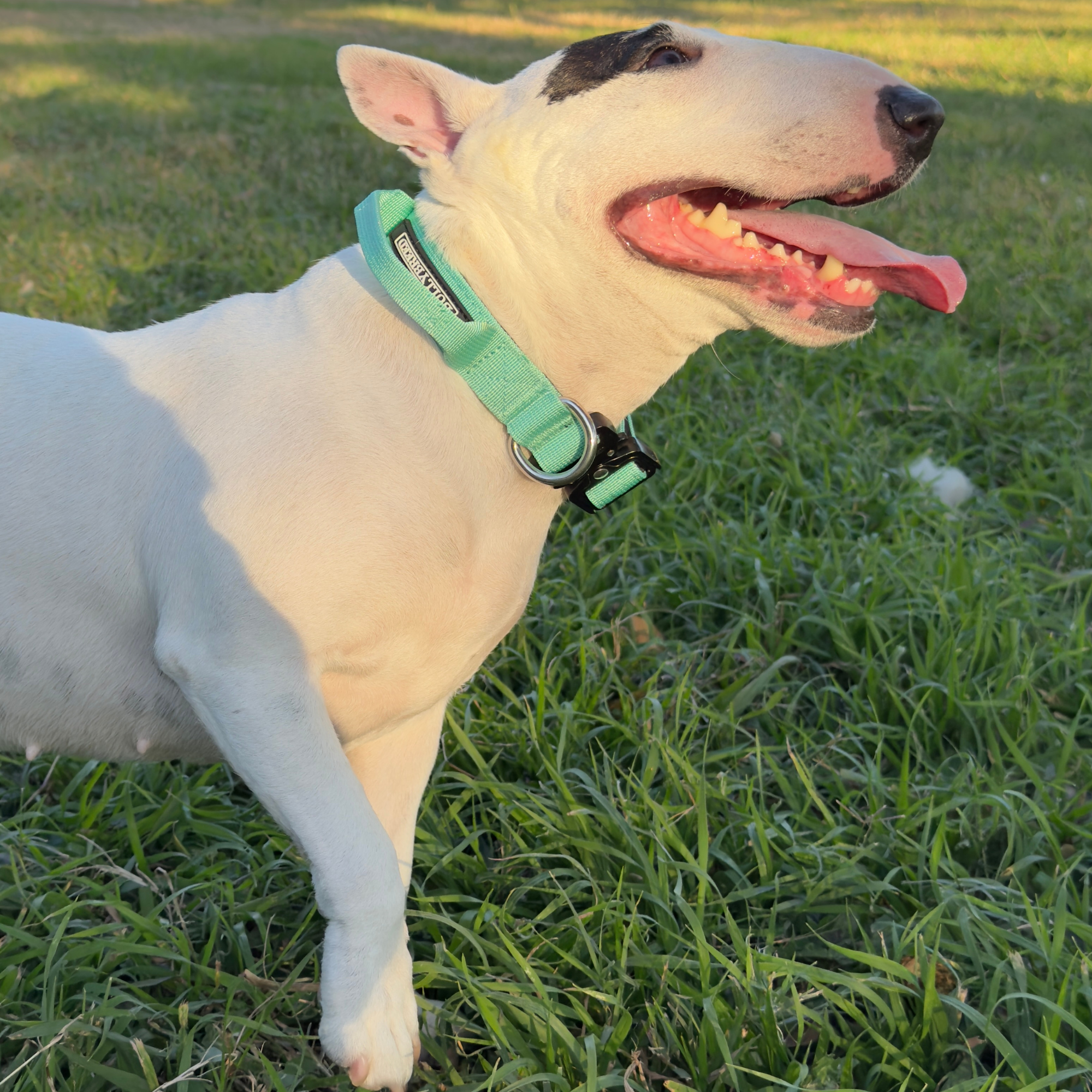 dog collar with handle for terrier 