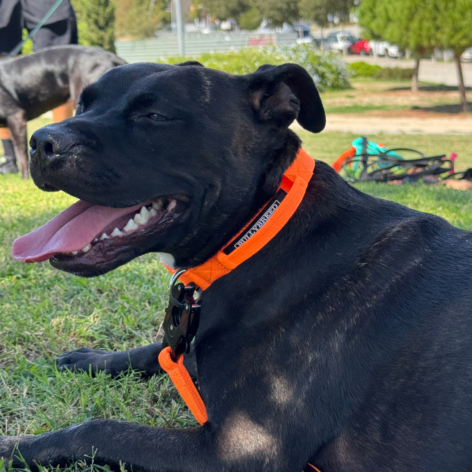 Orange dog collar with handle