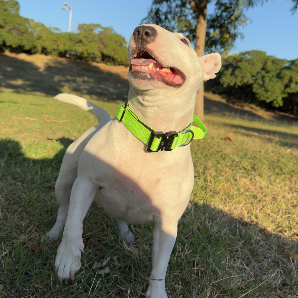 small collar for puppy