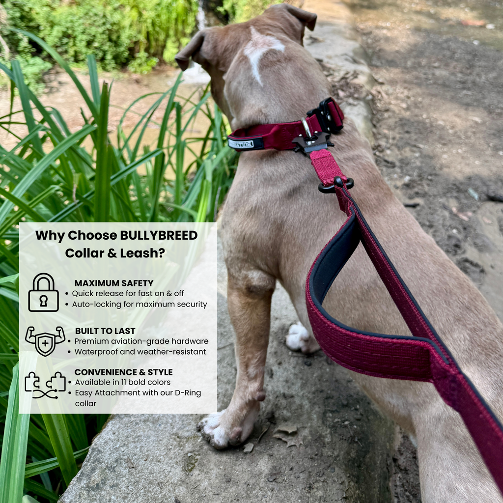 Dog collar built to last 