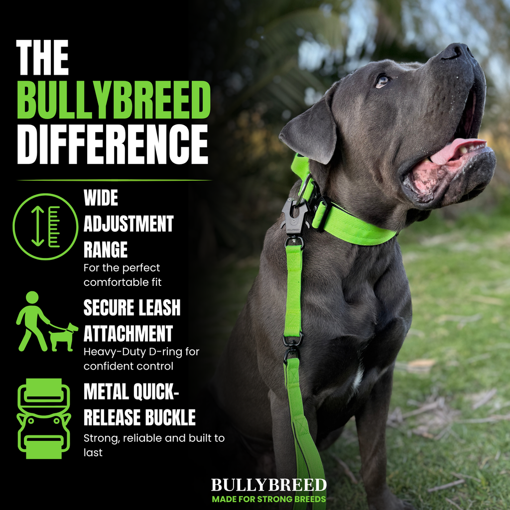 Dog collar for cane corso