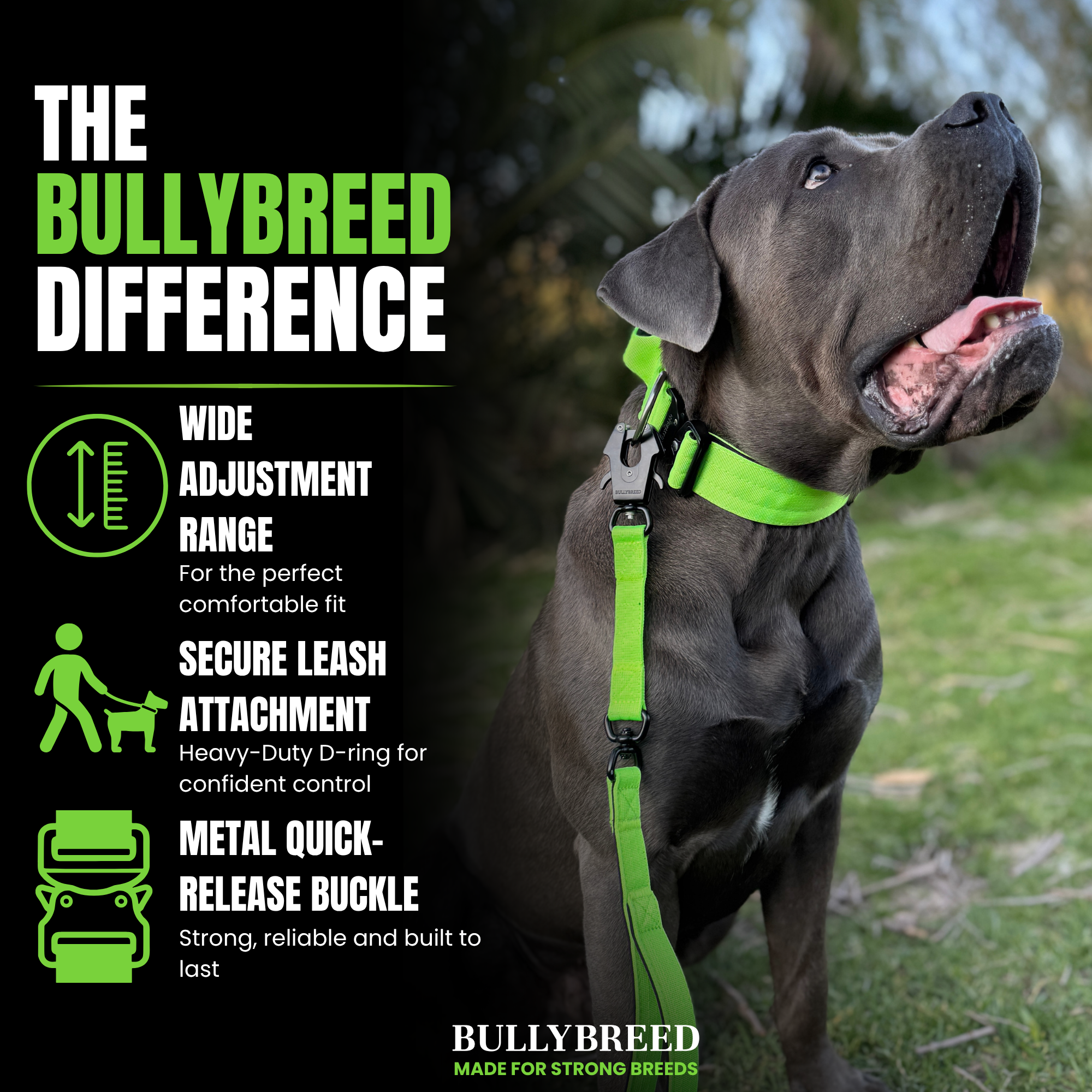 Dog collar for cane corso