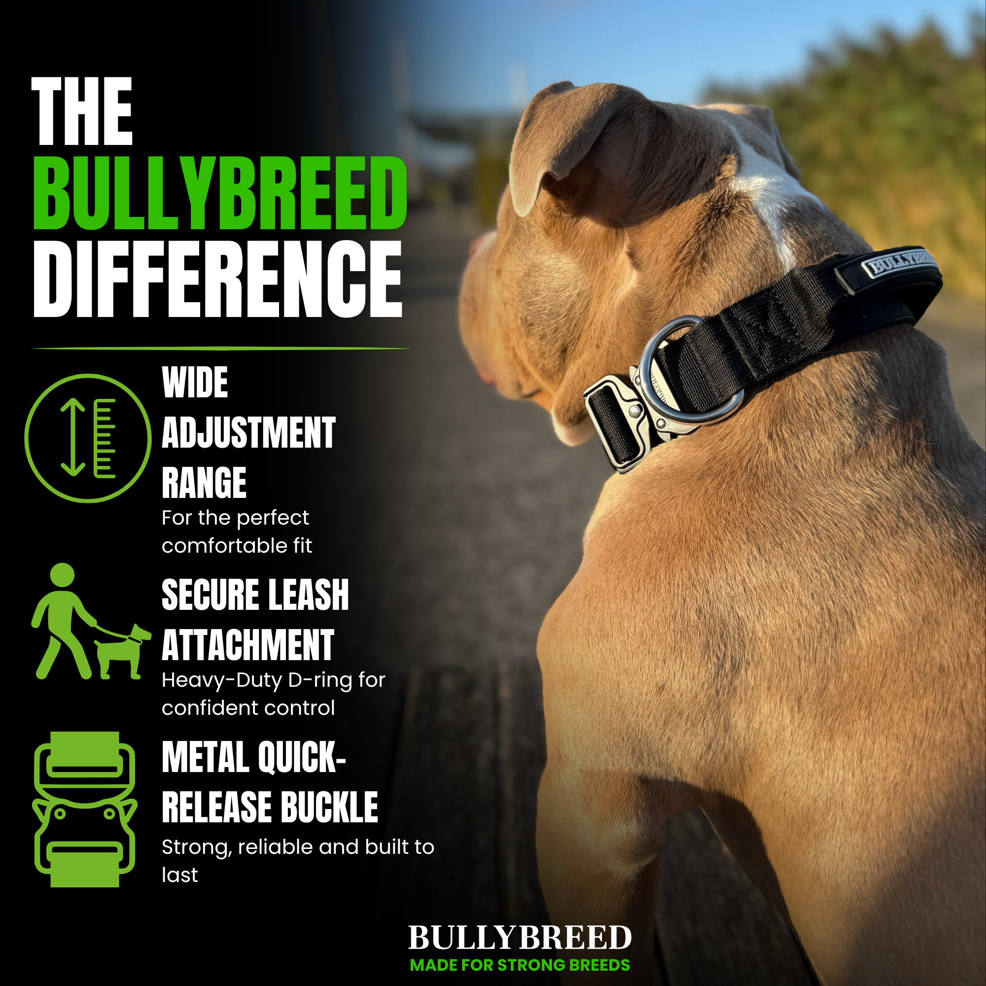 Dog collar for medium dogs