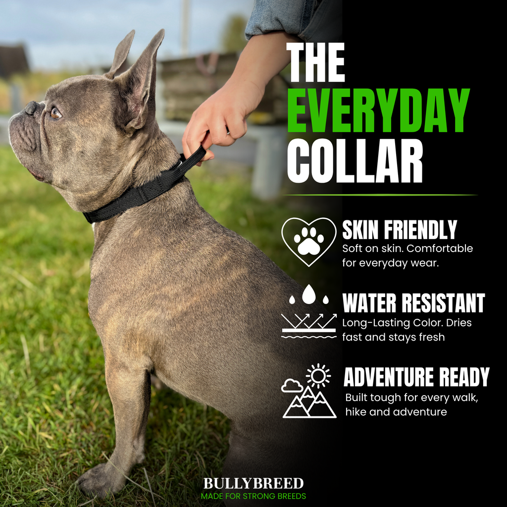 Dog collar for french bulldog