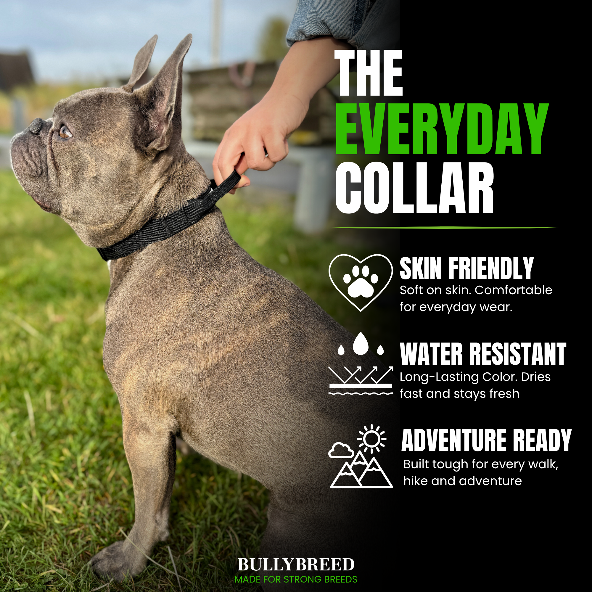 Dog collar for french bulldog