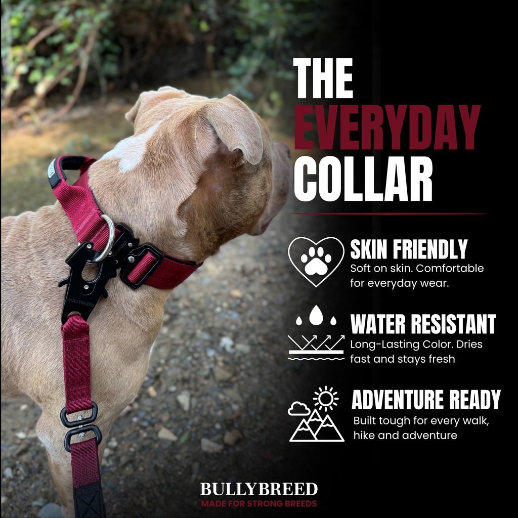 Dog collar for medium dogs
