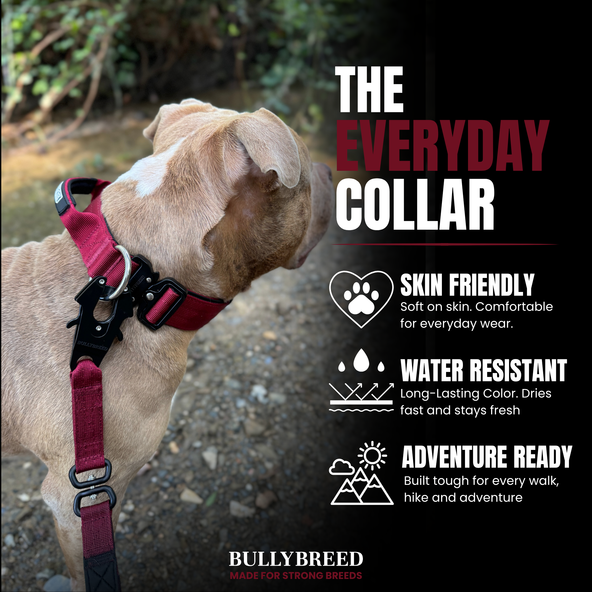 Dog collar for medium dogs