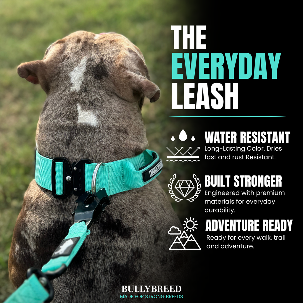 the everyday leash