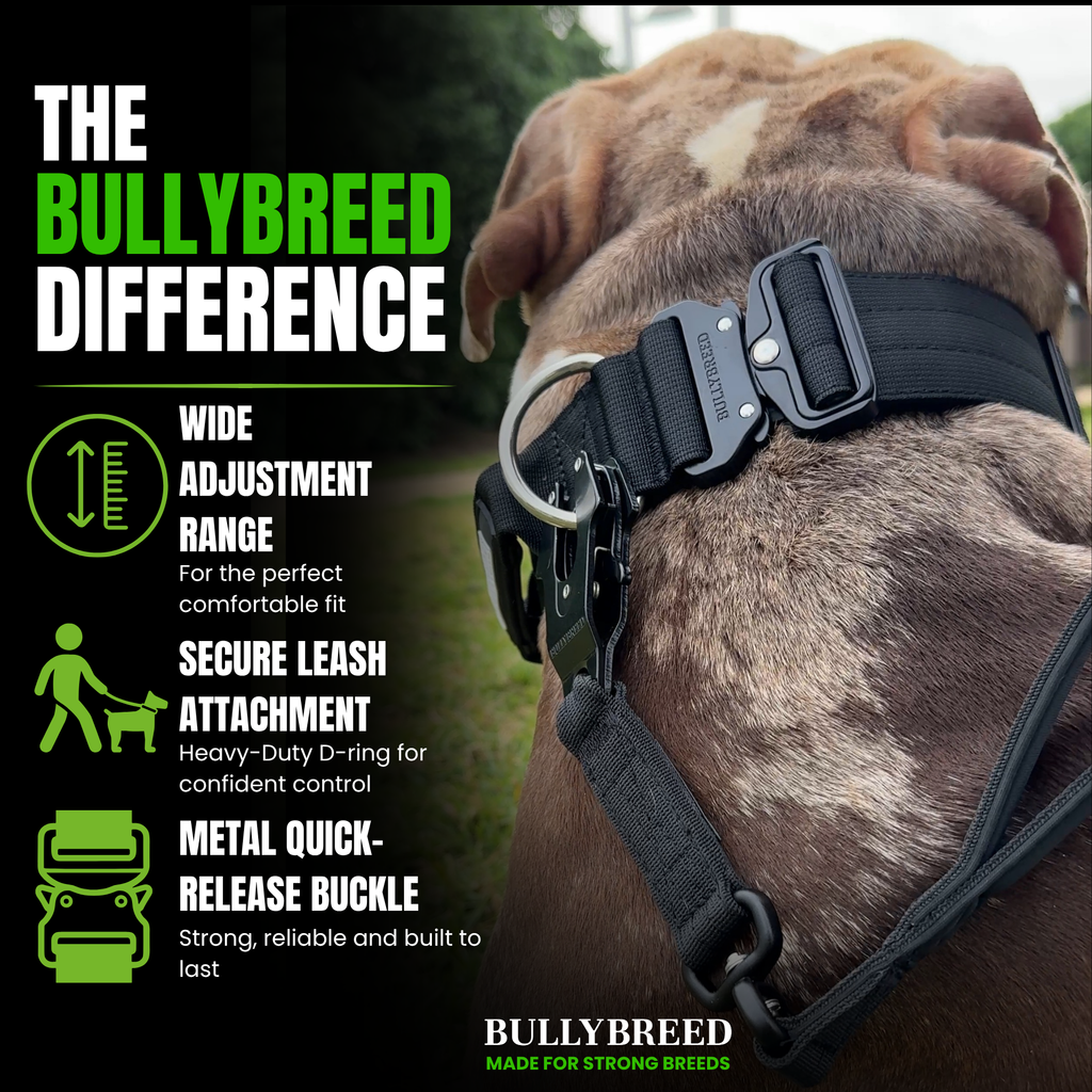 Strong dog collar for bully breeds