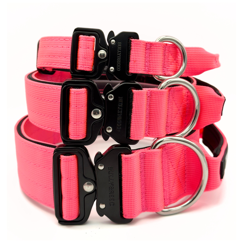 Hot pink dog collar for bully breeds
