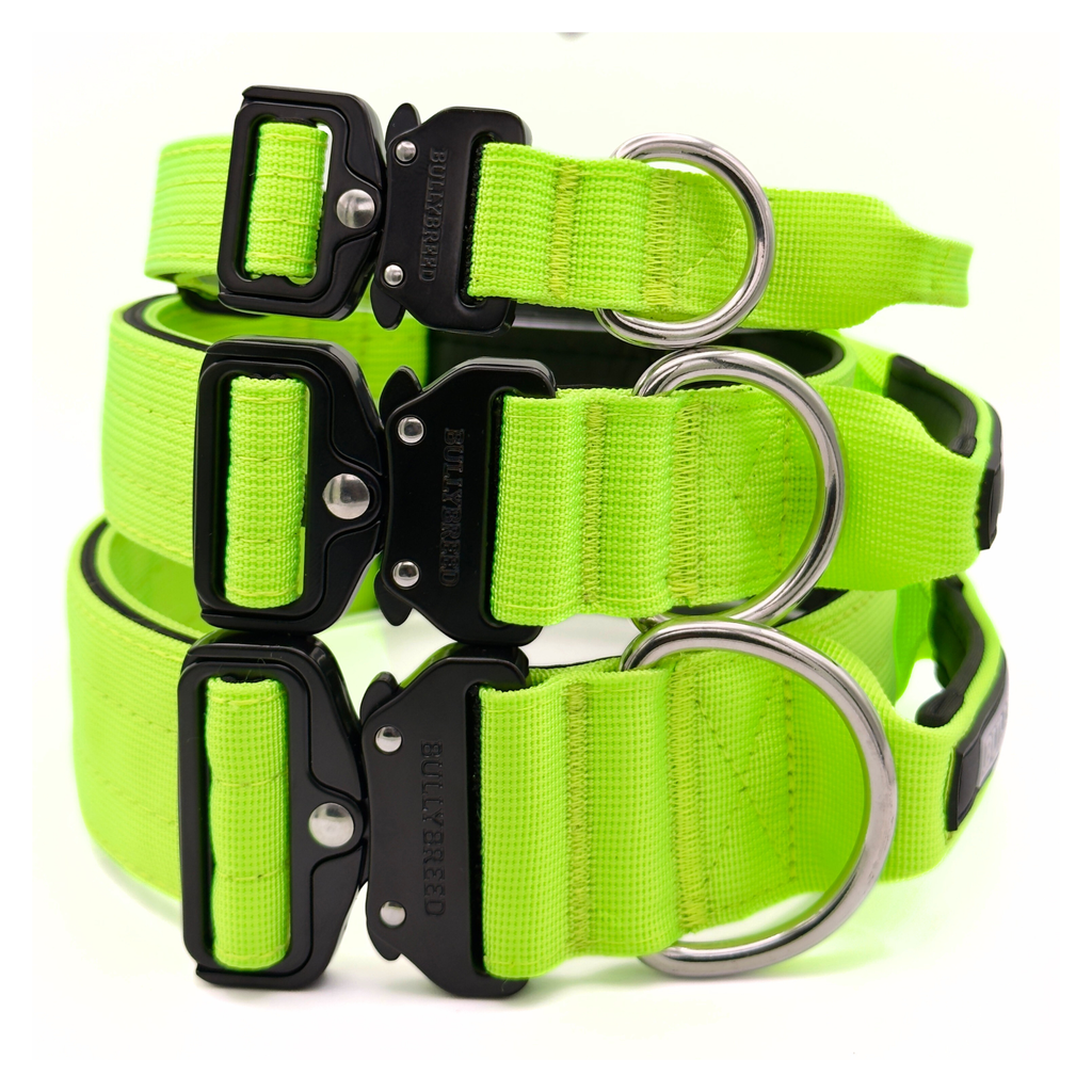 Neon green dog collar for bully breeds