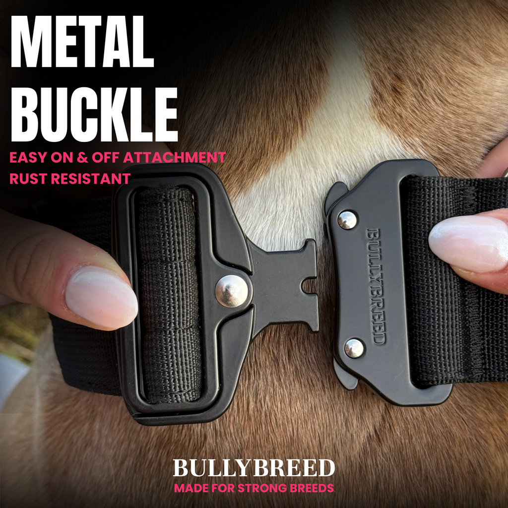 BULLYBREED Premium Collar & Leash | Now Available in Hot Pink