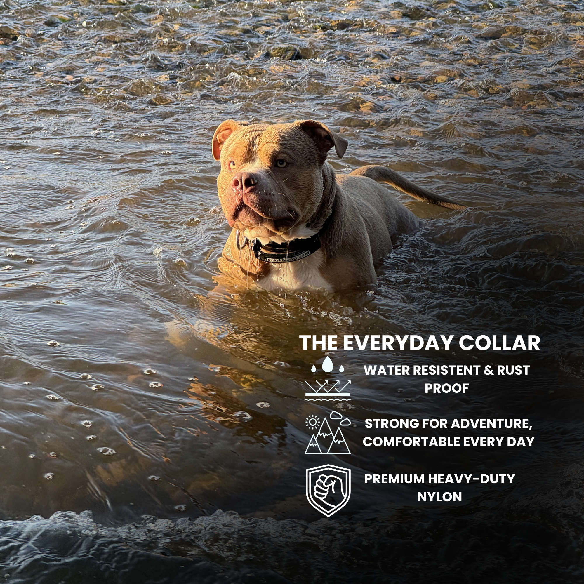 Dog in water wearing a collar with product features text overlay