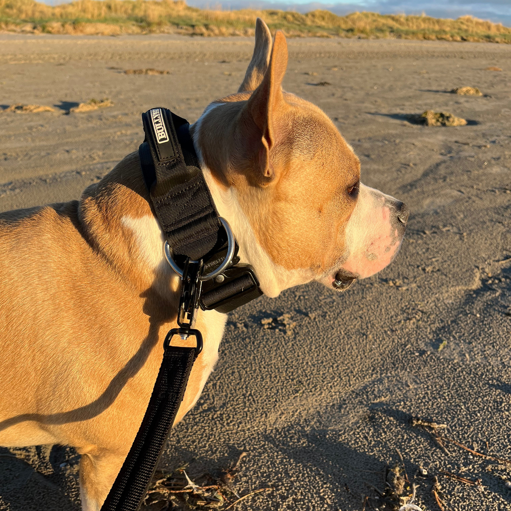 Large Dog Collar with Handle Width 2" | Adjustable Length 17.7-25.6 in