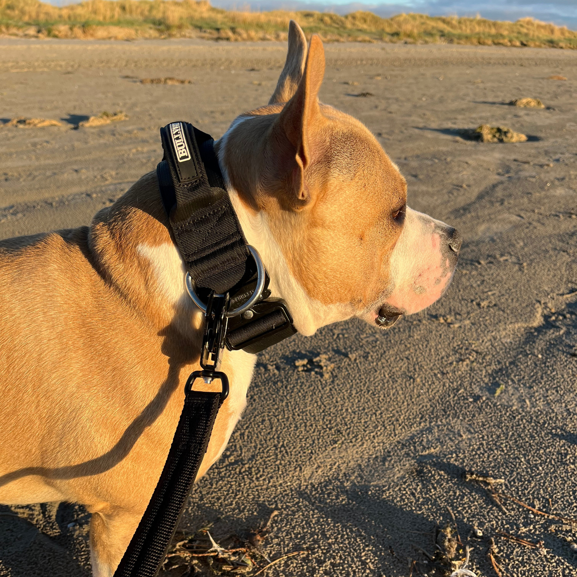 Large Dog Collar with Handle Width 2" | Adjustable Length 17.7-25.6 in