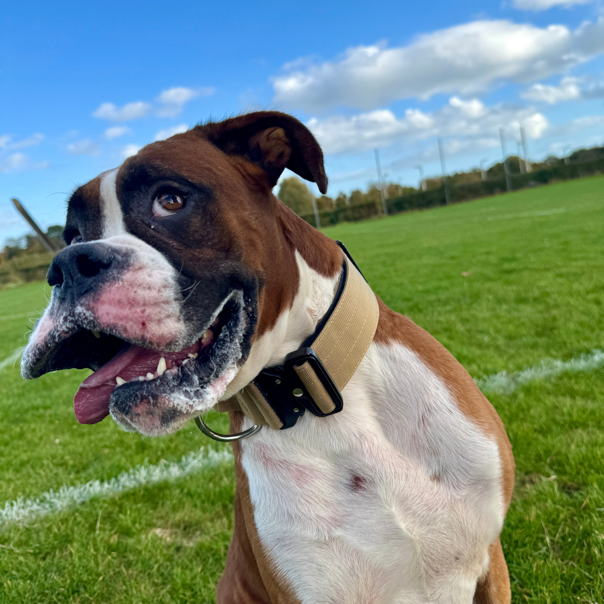 Large Dog Collar with Handle Width 2" | Adjustable Length 17.7-25.6 in