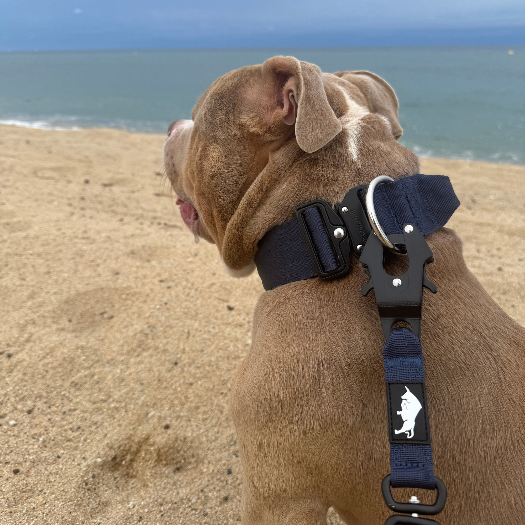 Large Dog Collar with Handle Width 2" | Adjustable Length 17.7-25.6 in