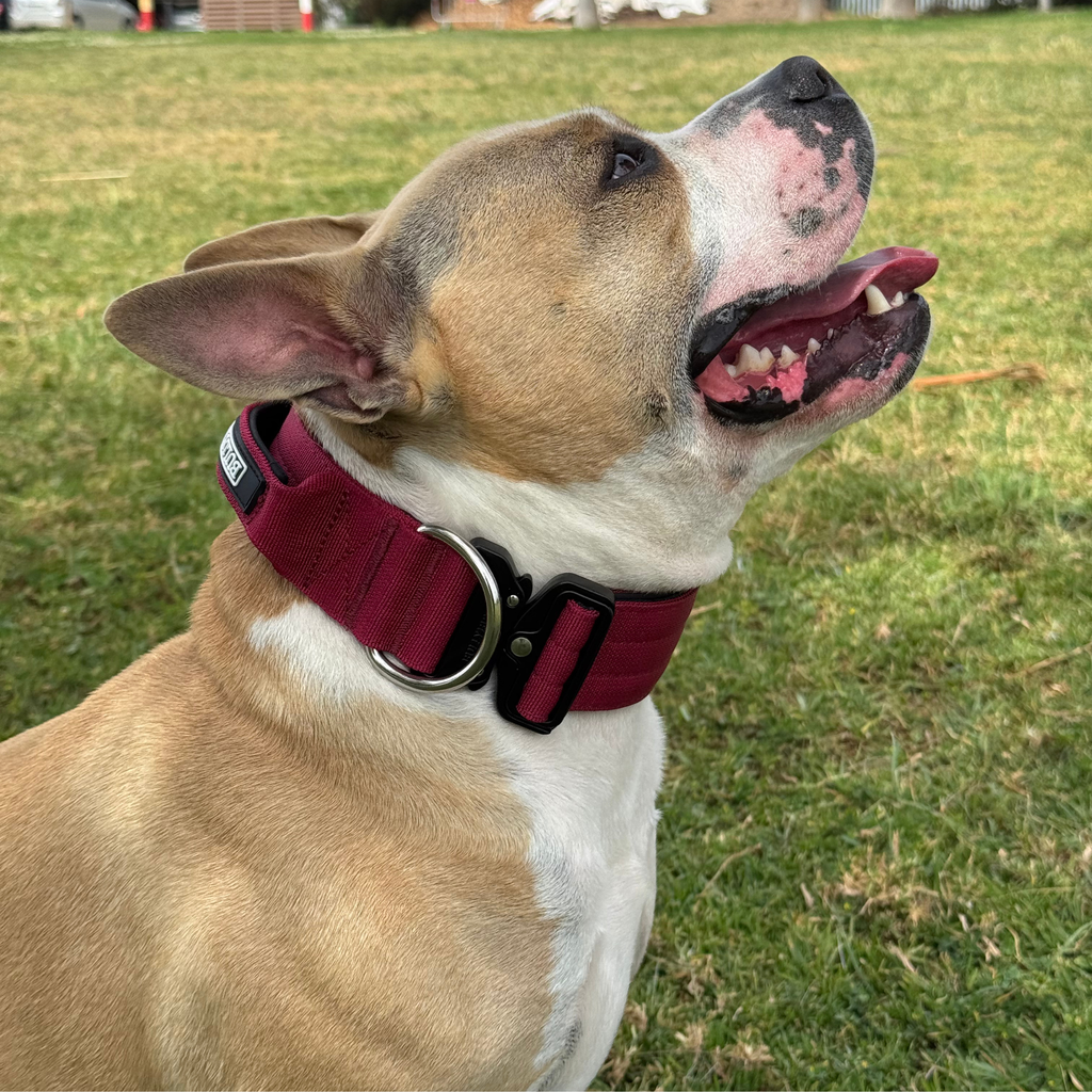 Large Dog Collar with Handle Width 2" | Adjustable Length 17.7-25.6 in