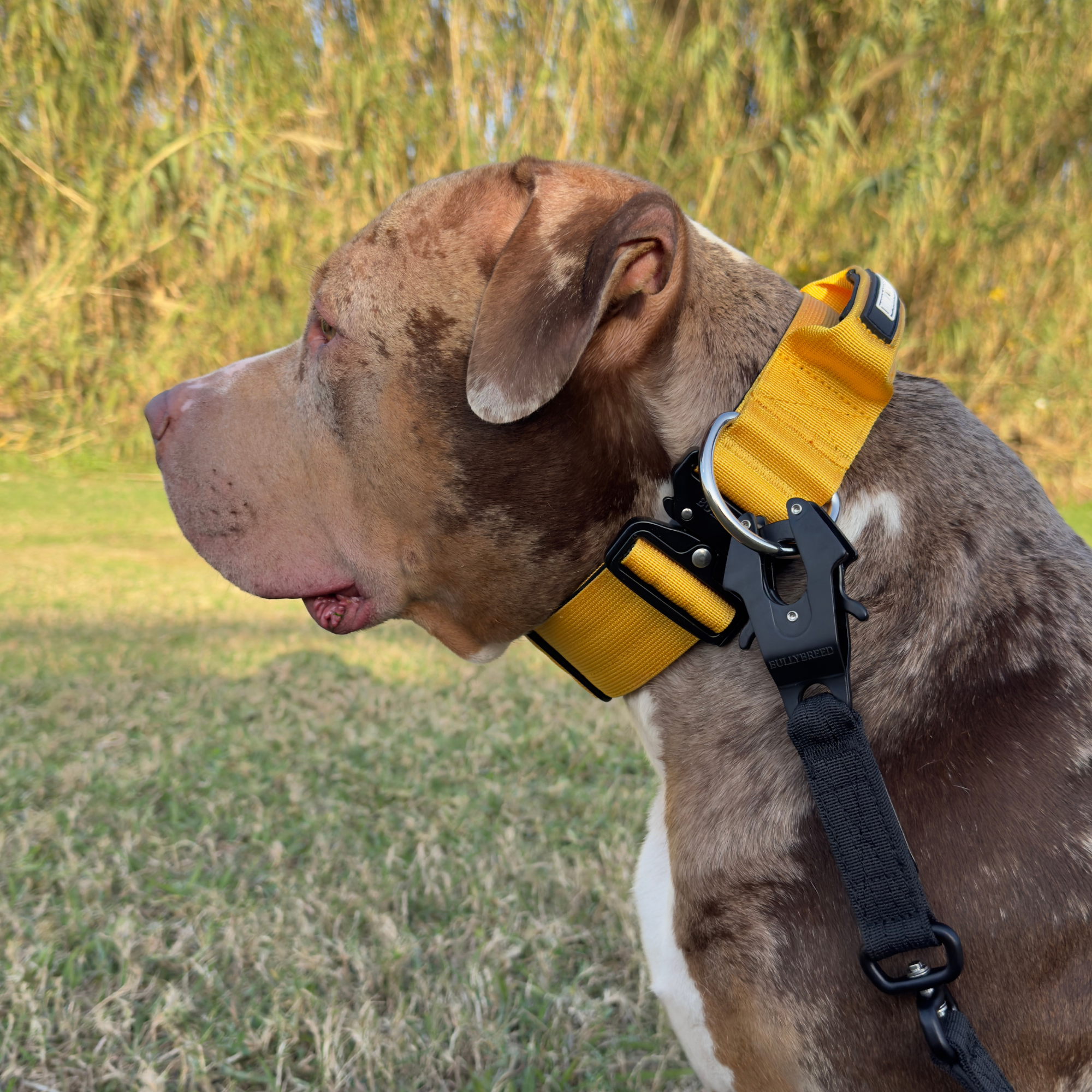 Large Dog Collar with Handle Width 2" | Adjustable Length 17.7-25.6 in