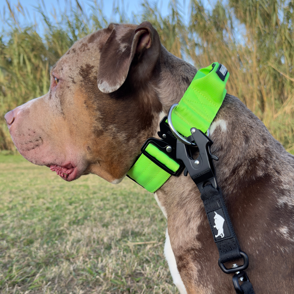 Large Dog Collar with Handle Width 2" | Adjustable Length 17.7-25.6 in