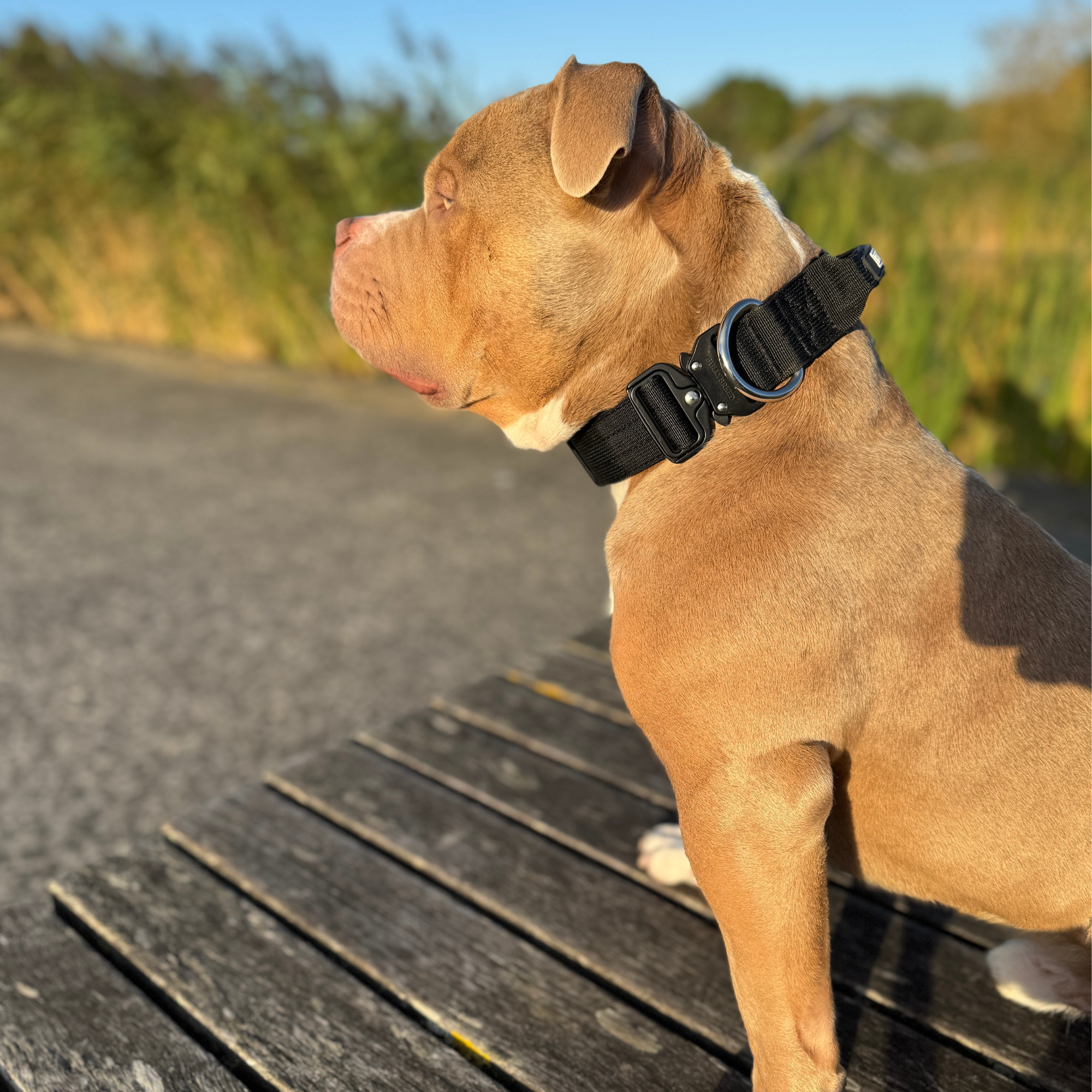 Medium Dog Collar with Handle Width 1.5" | Adjustable Length 16.9-22.8 in