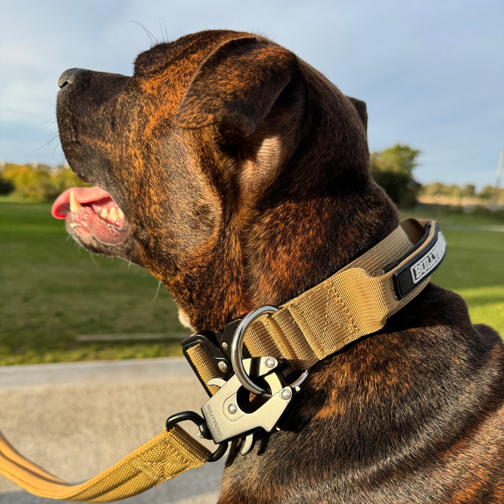 Medium Dog Collar with Handle Width 1.5" | Adjustable Length 16.9-22.8 in