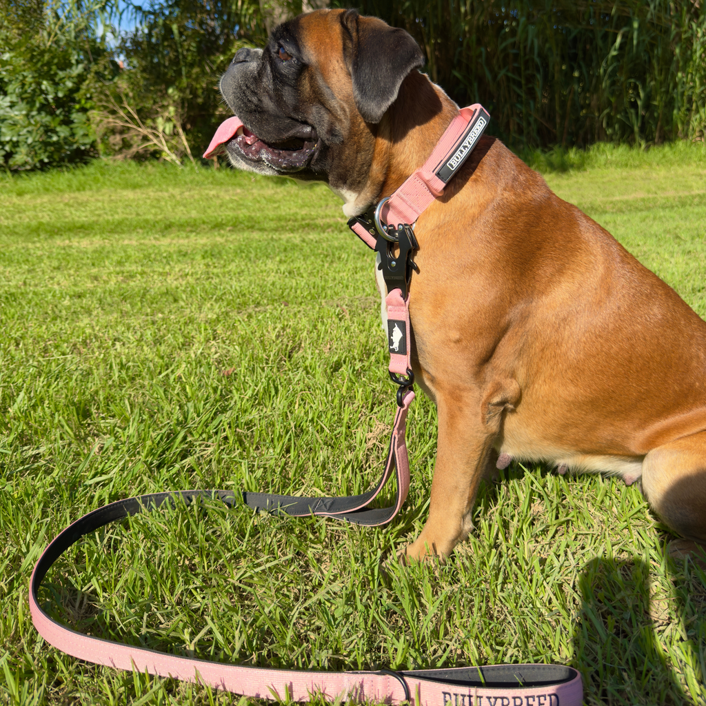Medium Dog Collar with Handle Width 1.5" | Adjustable Length 16.9-22.8 in