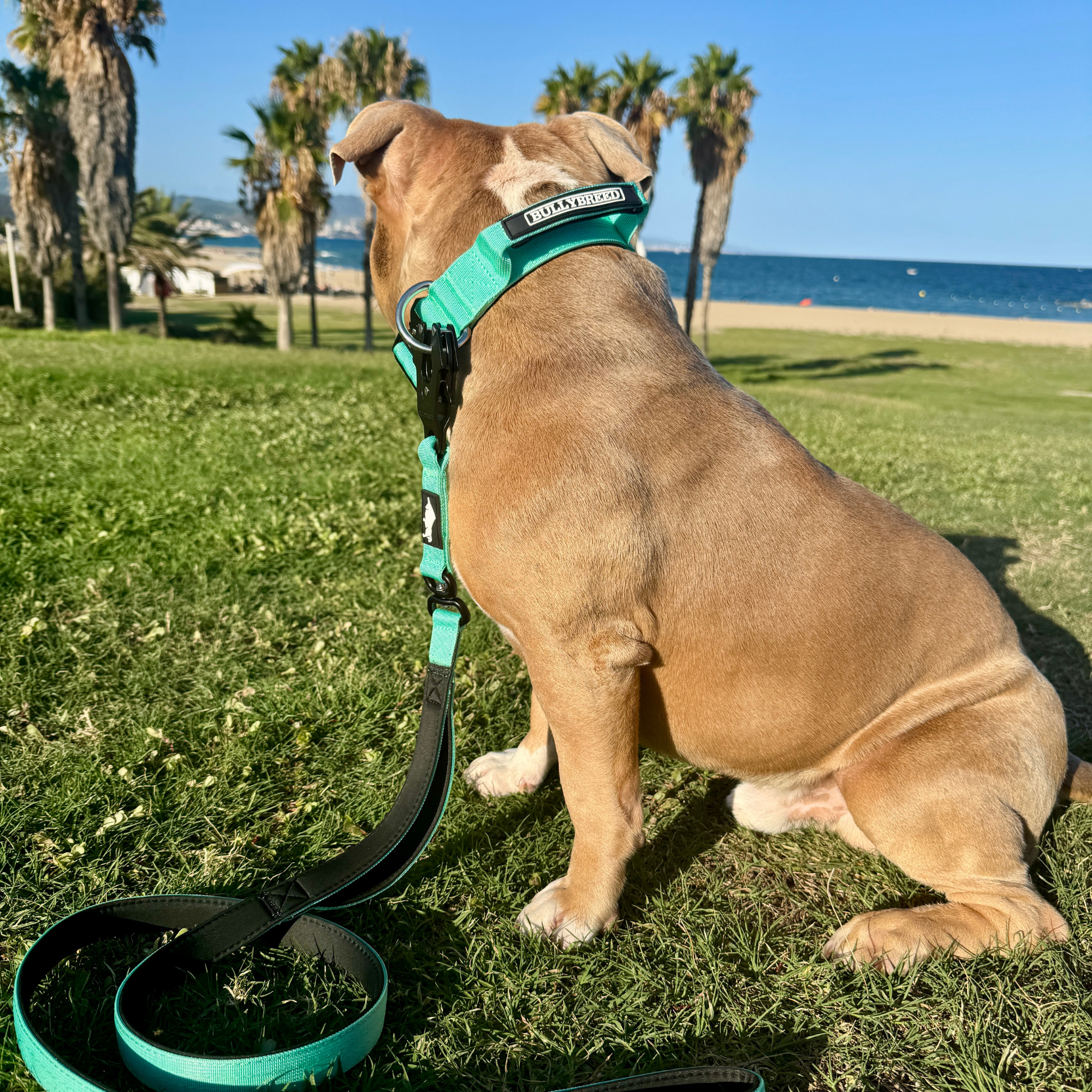 Medium Dog Collar with Handle Width 1.5" | Adjustable Length 16.9-22.8 in