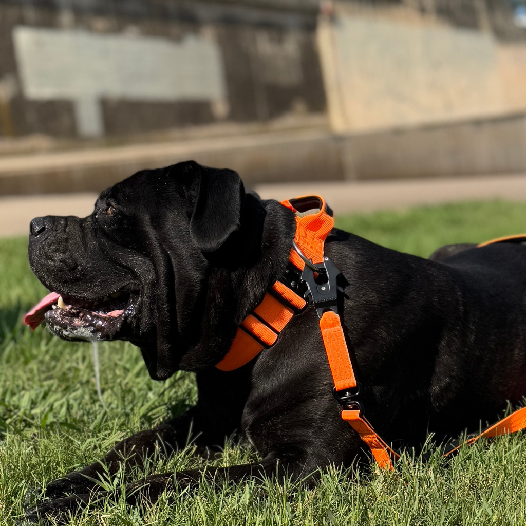 Large Dog Collar with Handle Width 2" | Adjustable Length 17.7-25.6 in