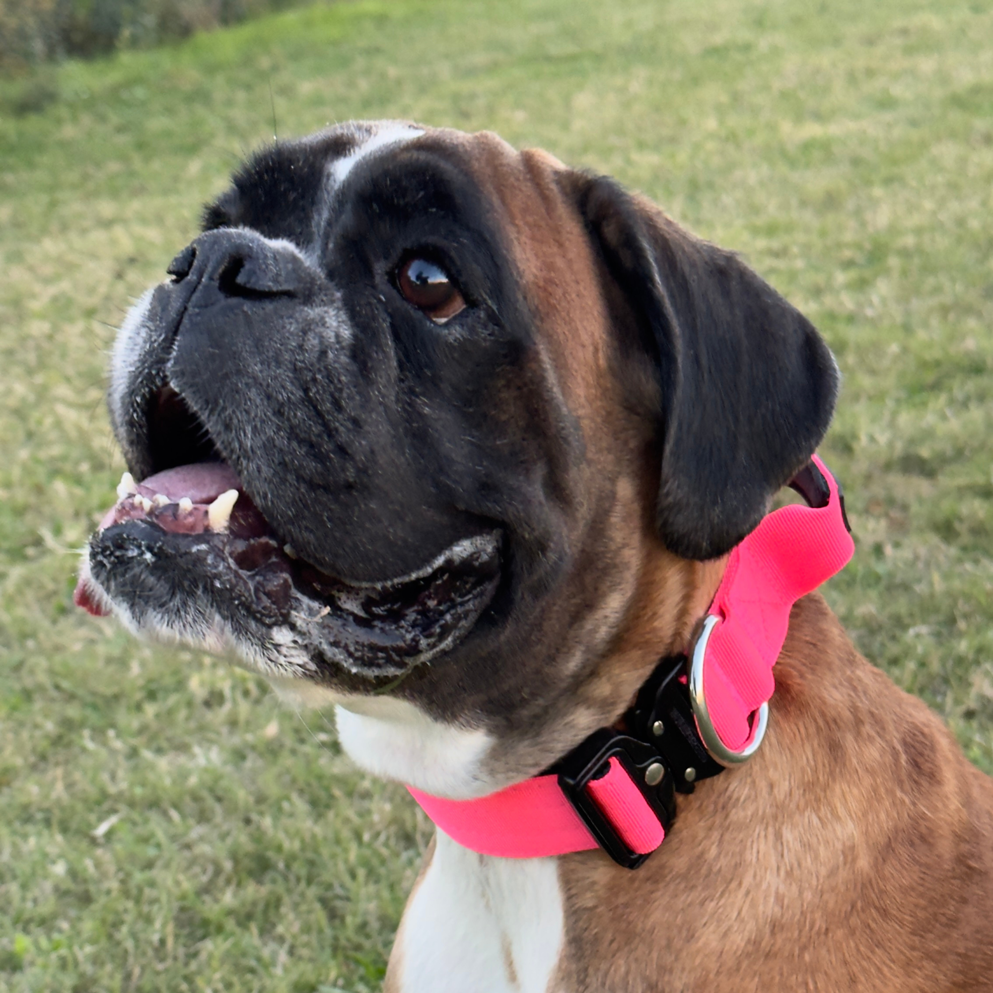 Medium Dog Collar with Handle Width 1.5" | Adjustable Length 16.9-22.8 in