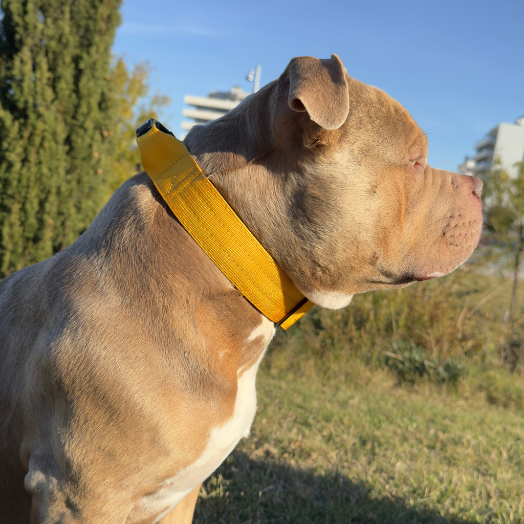 Medium Dog Collar with Handle Width 1.5" | Adjustable Length 16.9-22.8 in