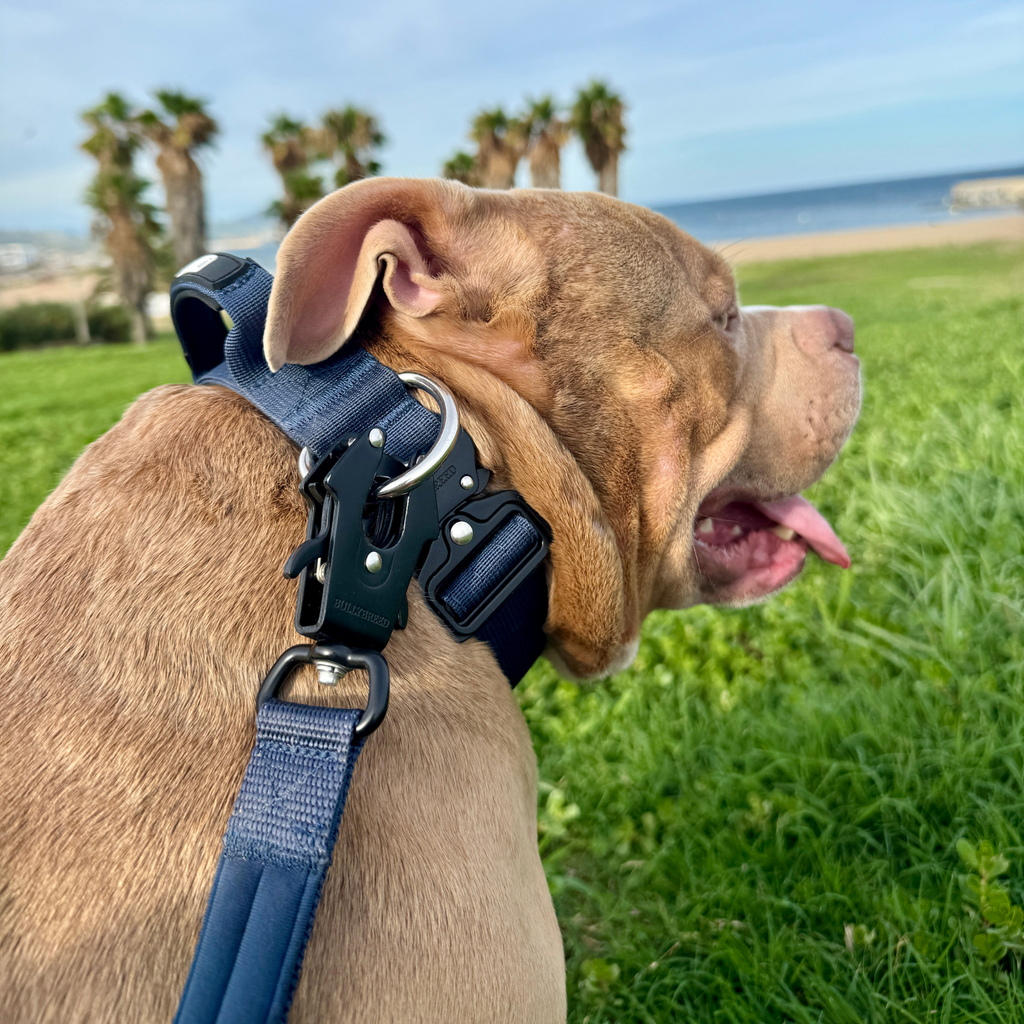 Medium Dog Collar with Handle Width 1.5" | Adjustable Length 16.9-22.8 in