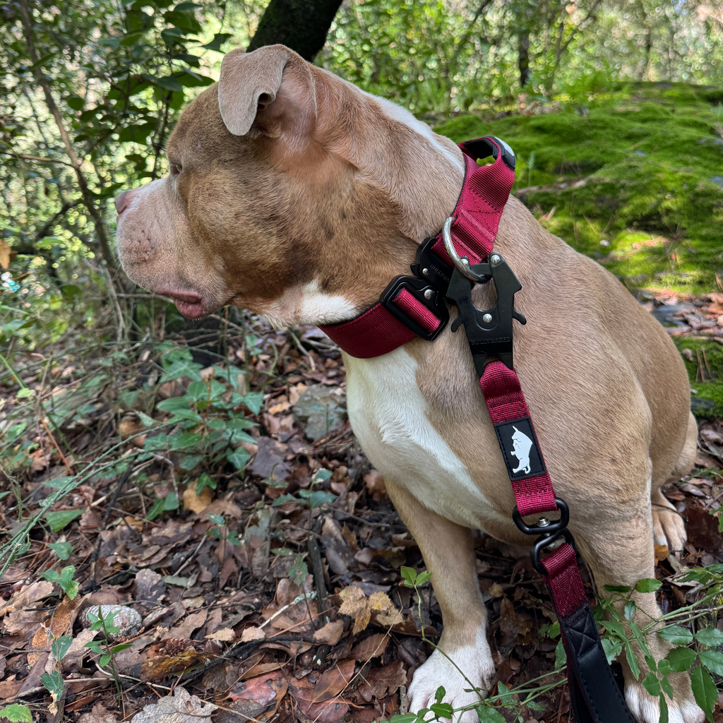 Medium Dog Collar with Handle Width 1.5" | Adjustable Length 16.9-22.8 in