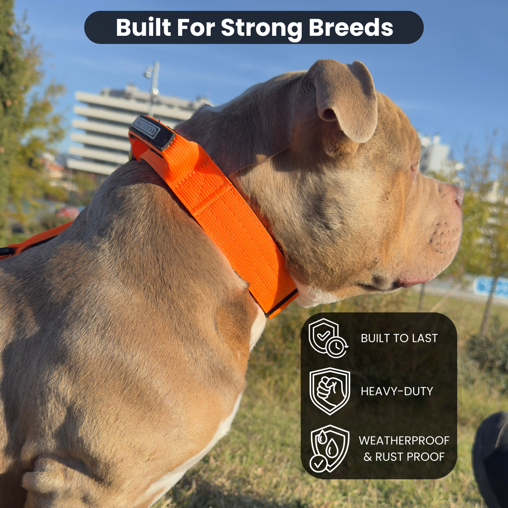 Medium Dog Collar with Handle Width 1.5" | Adjustable Length 16.9-22.8 in