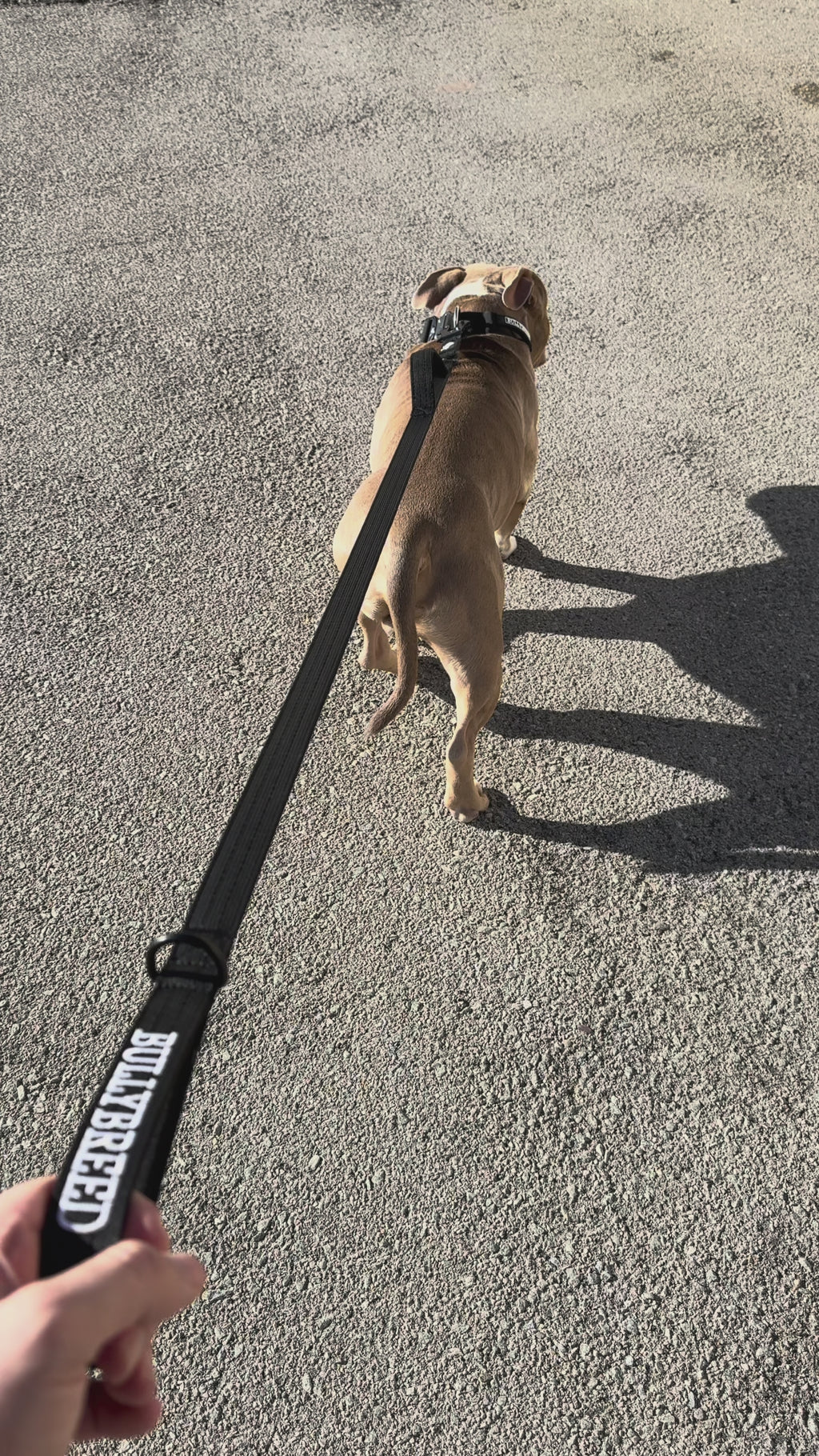 Double handle dog leash for dogs that pull