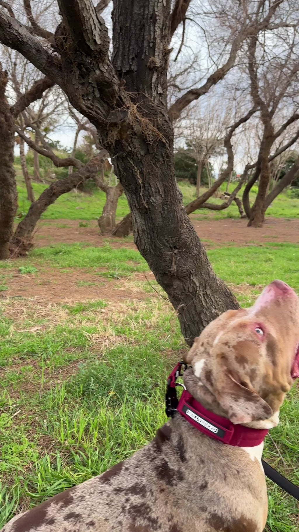 Strong Dog collar