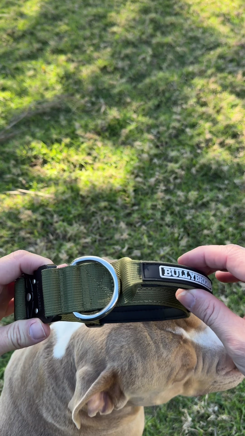 Khaki green dog collar