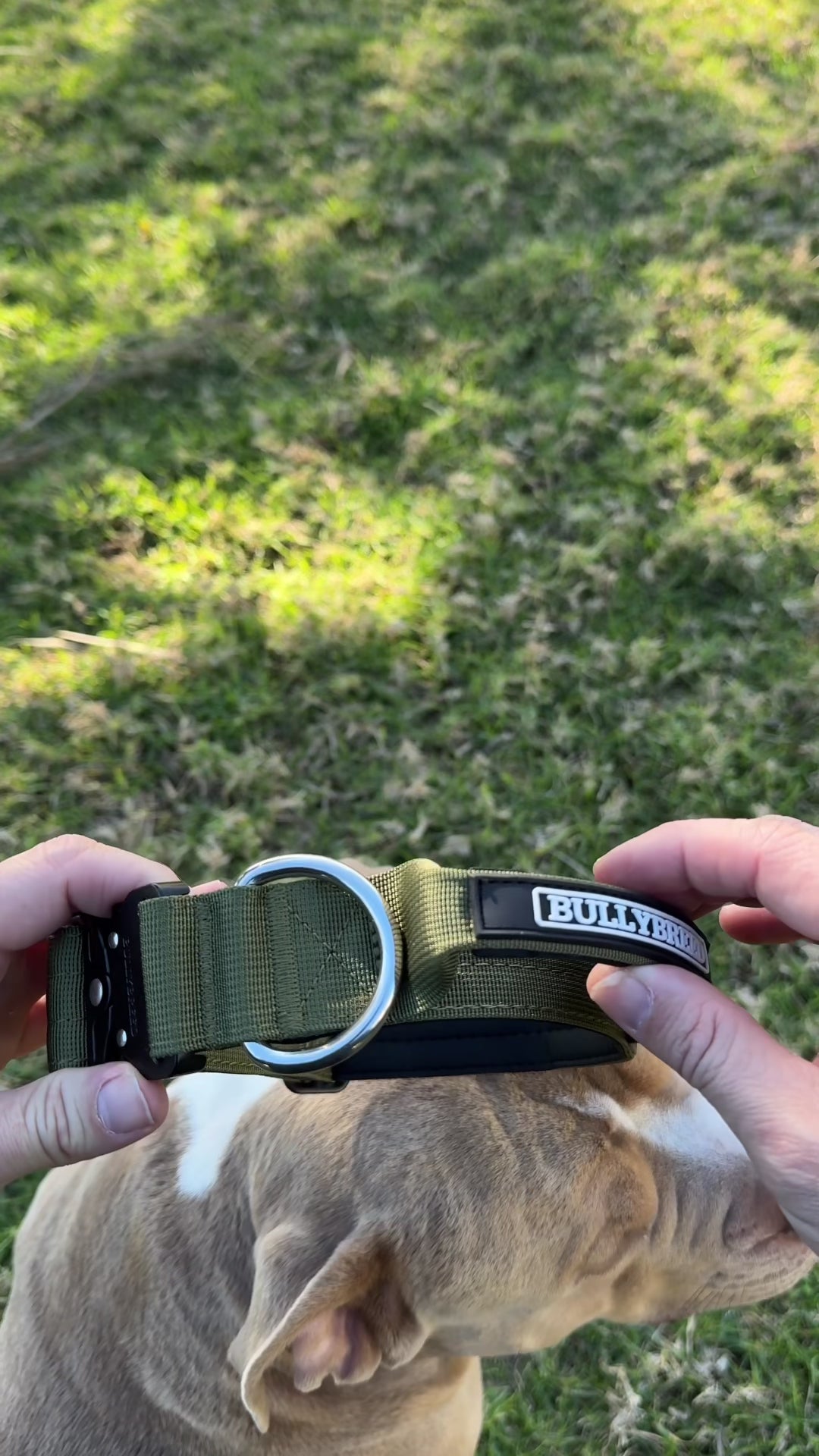 Khaki green dog collar