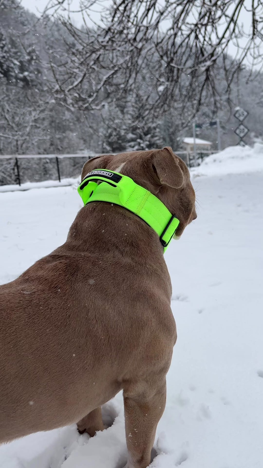 Dog collar for medium dogs