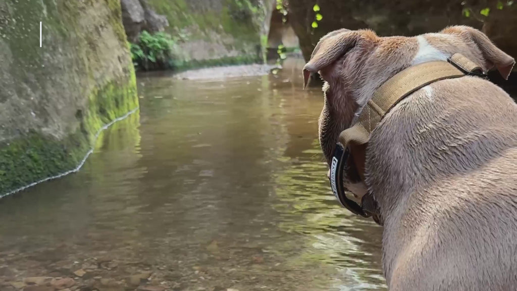 Water resistant dog collar